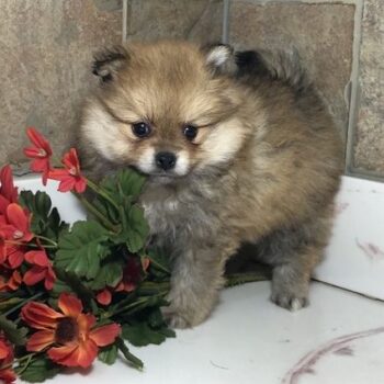 Penelope – Tiny Toy  Pomeranian