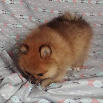 Petra – Tiny Toy  Pomeranian