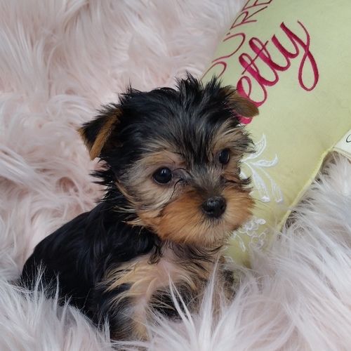Norma- Teacup Toy Yorkie