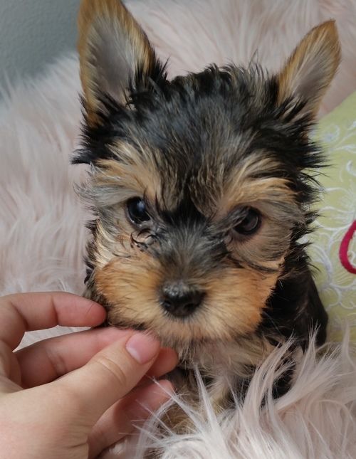 Micro Teacup Yorkie For Sale - Puppy Therapy LLC