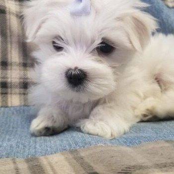 Miles –  Tiny Toy Maltese