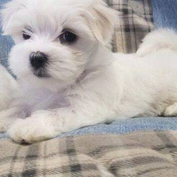 Miles –  Tiny Toy Maltese