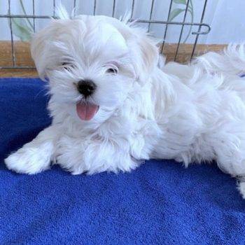 Maximus Tiny Toy  Maltese