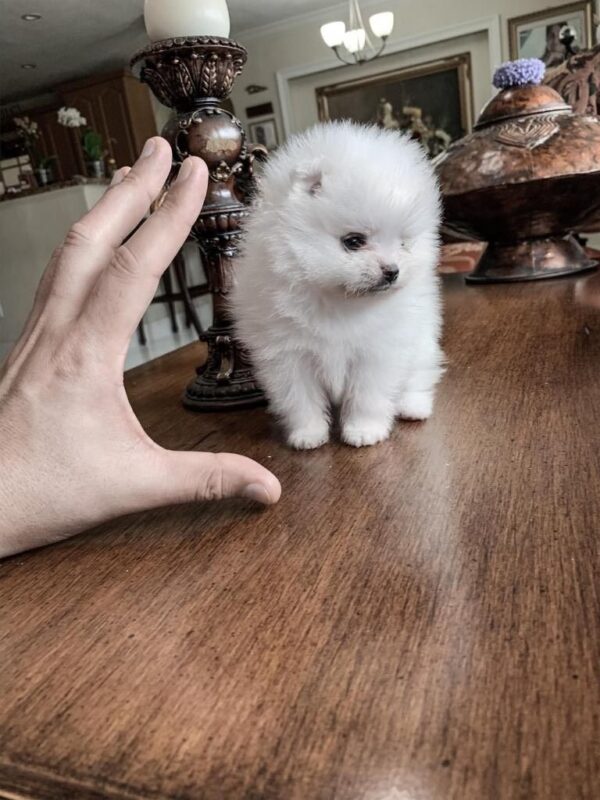 A Princess – Micro Tiny! Pomeranian