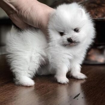 A Princess – Micro Tiny! Pomeranian