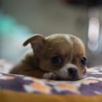 Why Teacup Puppies Make Amazing Emotional Support Animals