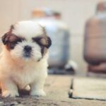 The Perfect Pet For You: Teacup And Toy Puppies