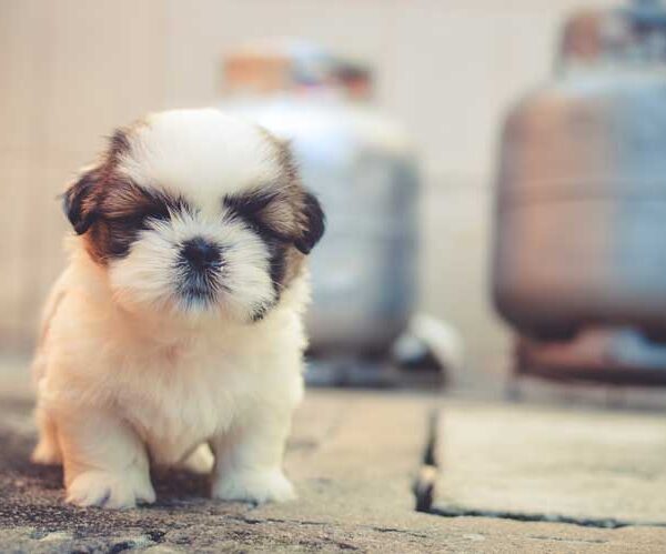 The Perfect Pet For You: Teacup And Toy Puppies