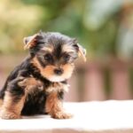 How To Take Care Of Your Teacup Puppy
