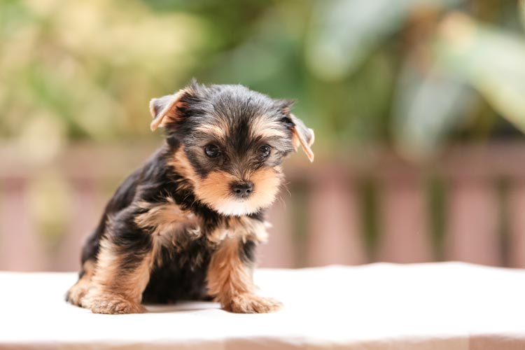 How To Take Care Of Your Teacup Puppy