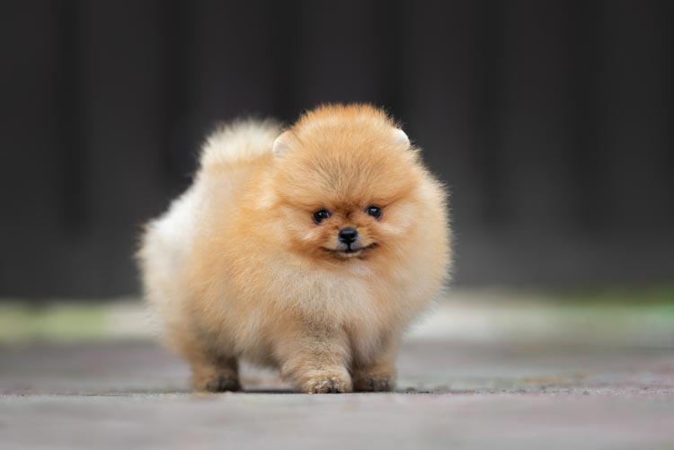 Which Breed Of Teacup Puppy Is Right For You?
