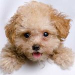 Teacup Poodle