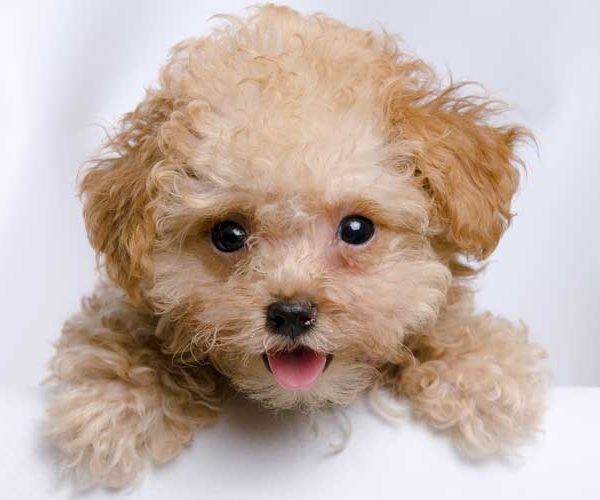 Teacup Poodle