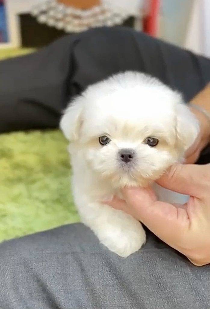 Adorable Mister Tiny Micro Maltese Puppy for Sale