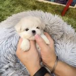 Mister – Tiny Micro Maltese