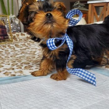 Nene Toy Teacup Yorkie