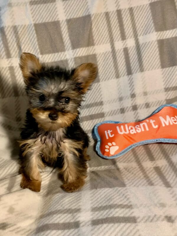 Ned- Teacup Toy Yorkie
