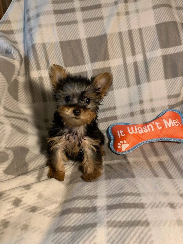 Ned- Teacup Toy Yorkie