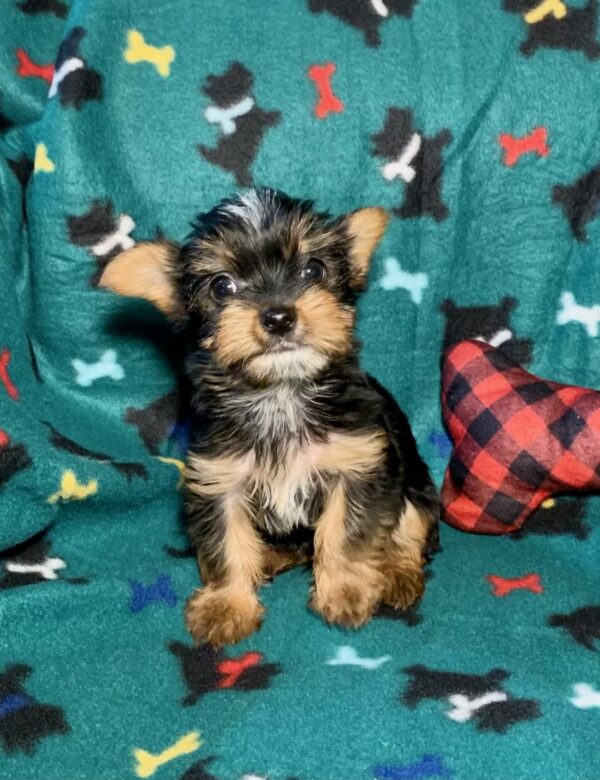 Ned- Teacup Toy Yorkie