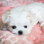 Maltese Teacup: The Designer Dog Breed You’ll Love