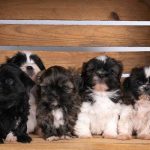 An Ultimate Guide To Finding Tiny Fluffy Teacup Shih Tzu