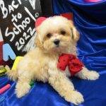 Angelo – Tiny Toy Maltipoo