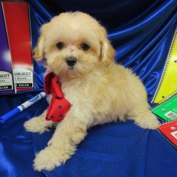 Angelo – Tiny Toy Maltipoo