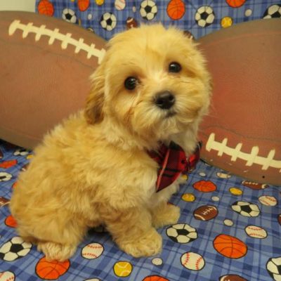 Astro – Tiny Toy Maltipoo