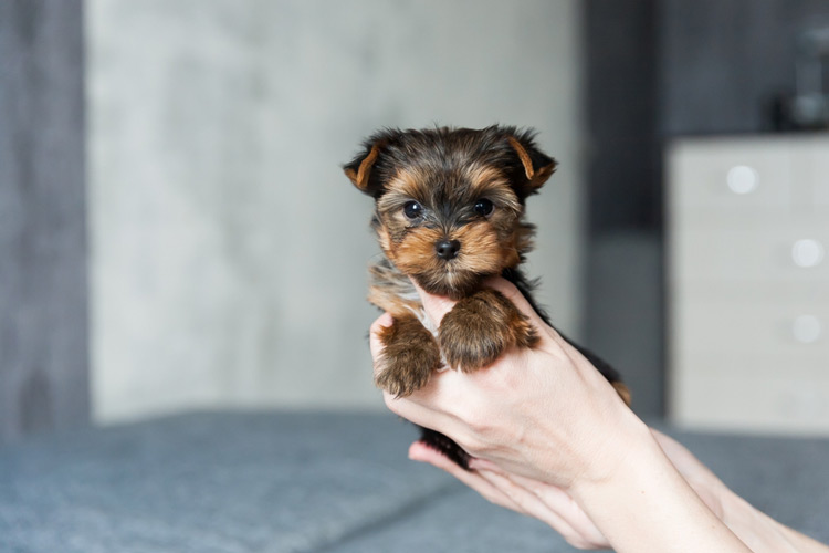 4 Questions About Teacup Puppies Answered For A New Owner