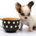 How Can You Care For Your New Teacup Puppy: 5 Steps