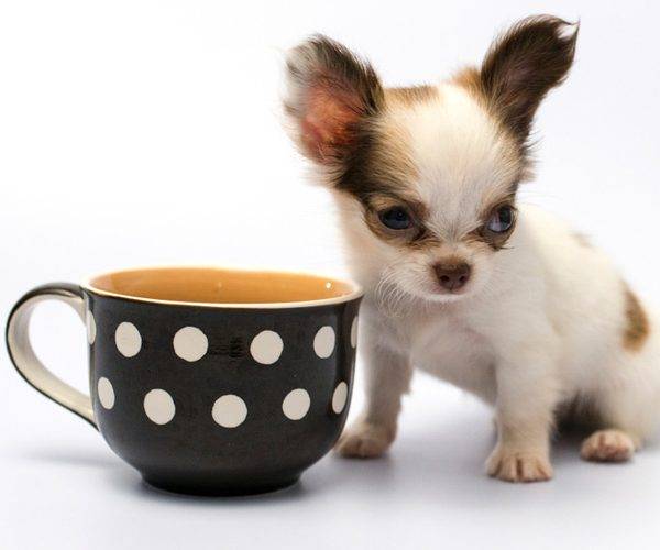 How Can You Care For Your New Teacup Puppy: 5 Steps