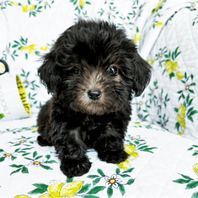 Apollo – Toy Teacup Morkie