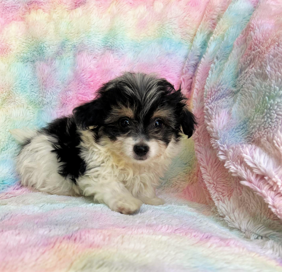 Aiden – Teacup Toy Morkie