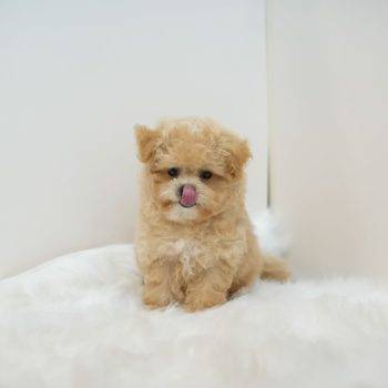 Ted – Tiny Toy Poodle