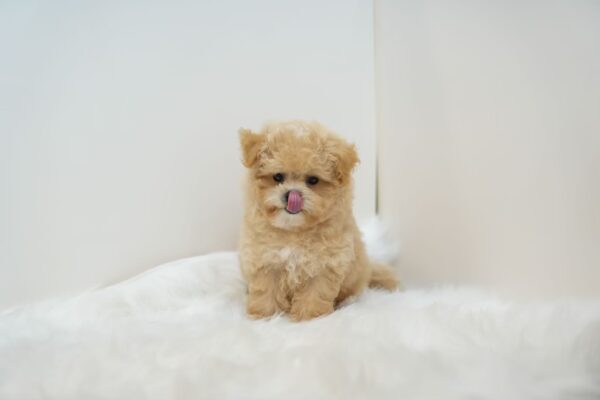 Ted – Tiny Toy Poodle