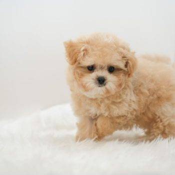 Ted – Tiny Toy Poodle