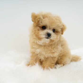 Ted – Tiny Toy Poodle