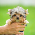 Why Do Families With Kids Need A Teacup Yorkie?