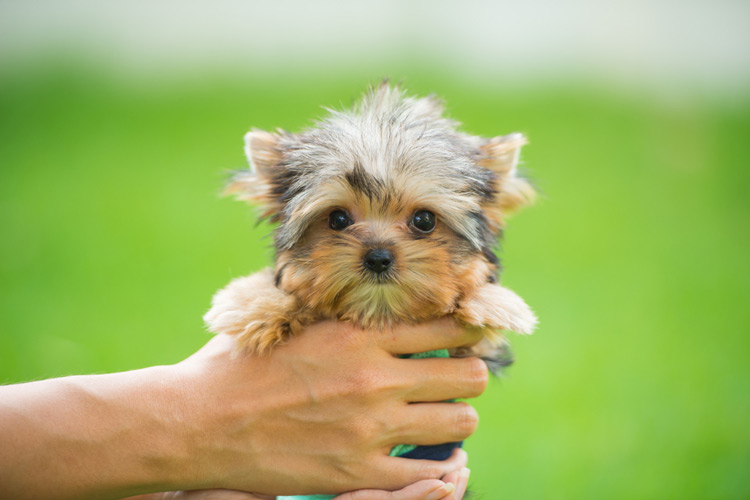 Why Do Families With Kids Need A Teacup Yorkie?