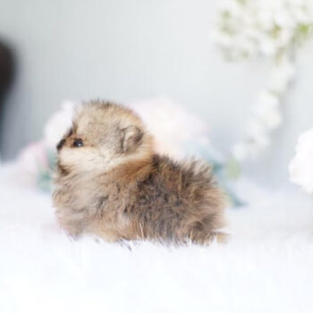 Penny – Rare Micro Teacup Pomeranian