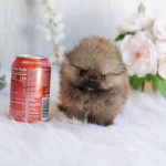 Penny – Rare Micro Teacup Pomeranian