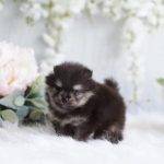 Petey – Micro Teacup Pomeranian