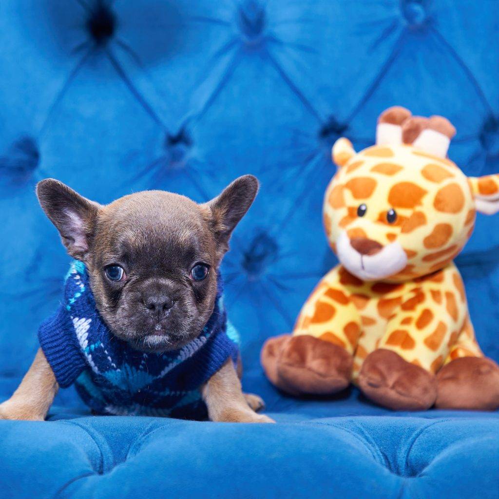 Adorable Blue Fawn French Bulldog Puppy Franklin Now Available