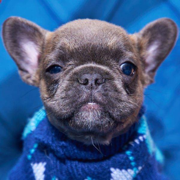 Fiona – Blue Fawn Fluffy French Bulldog