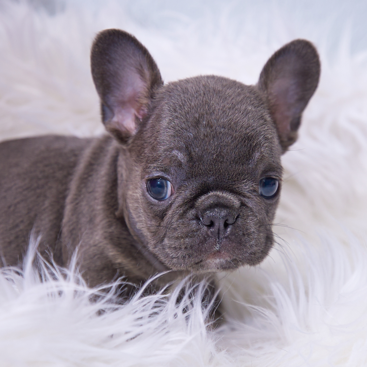 Fabi – Blue Fluffy French Bulldog