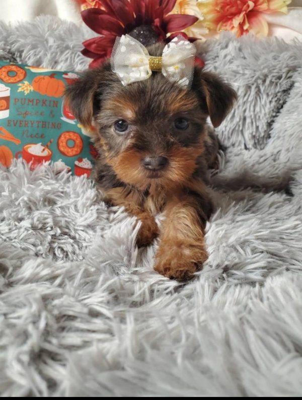 Nikki - Teacup Yorkie Female