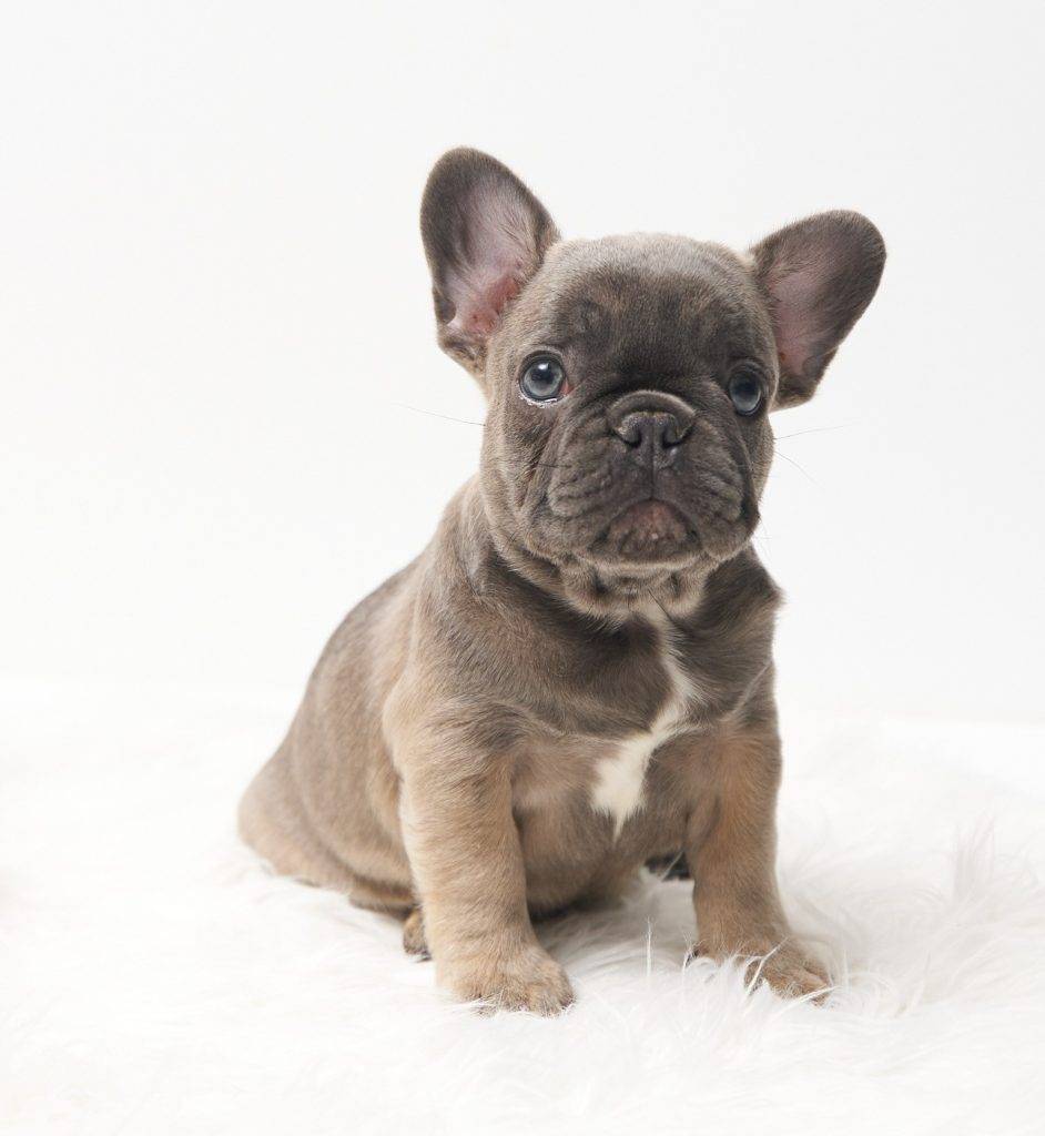 Cute & Compact: Mini French Bulldogs for Sale at Puppy Therapy