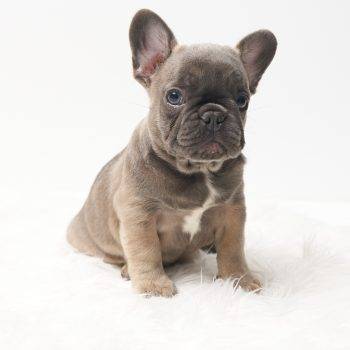 Frank – Blue Fawn French Bulldog