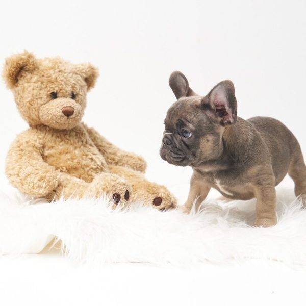 Frank – Blue Fawn French Bulldog