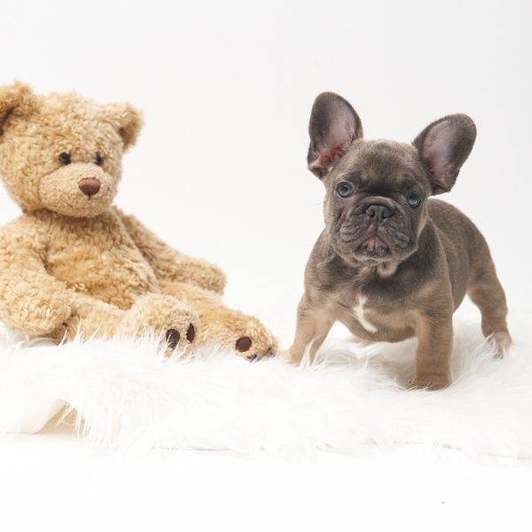 Frank – Blue Fawn French Bulldog